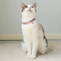 Colarinho colorido para gato e cão, 19-32cm ajustável arnês com sinos, pet fornecimentos - Image 2