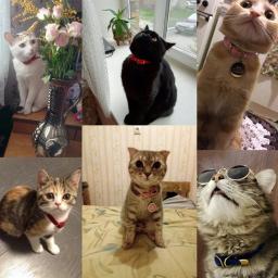 Coleira ajustável com coleiras de segurança, Coleira Pet Monocromática para Cachorro e Cães Pequenos, Collarhu Produtos para Gatinhos - Image 5
