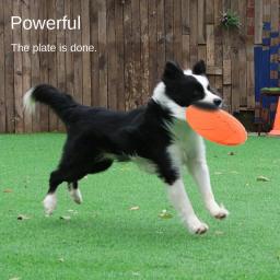Mordida-resistente flutuante Pet Frisbee brinquedo, Dog Training, Jogando, Pet fornecimentos - Image 3