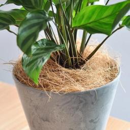 200g natural casca de coco fibra flowerpot capa artesanato à prova de insetos proteger flor planta solo manter quente réptil cama ninho de pássaro - Image 2