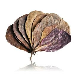 Folhas naturais terminfo, folha de almond, tratamento de limpeza de peixes, aquário, envio direto - Image 2