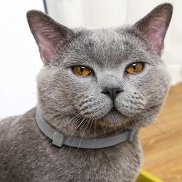 Coleira anti-pulgas ajustável para Pet, repelente de insetos, coleira anti mosquito para grandes animais de estimação, acessórios para cães, cachorro e gato, desparasitação Vitro - Image 3