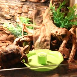 Alimentador de répteis anfíbios aranha pássaro plástico bacia de alimentação de répteis tartaruga lagarto tigela pintinho bebedor alimentador - Image 2