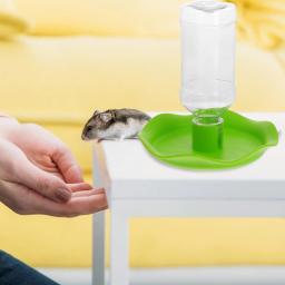 Alimentador automático para pequenos animais, água dispensador, réptil fogger, Pet Fountain Bowl, comida - Image 4