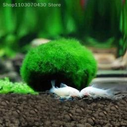 Bolas de musgo Marimo para aquário vivo, algas vegetais, peixe e camarão, ornamento de aquário, planta artificial verde, 3-4cm - Image 5