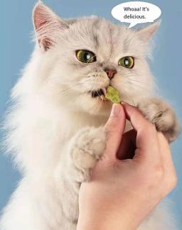 Vara de hortelã para hortelã para gato, Pronto para comer, lamber e engorda, Lanche e biscoitos, bebê - Image 4