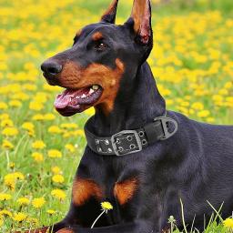 Coleira militar tática, Coleira de nylon ajustável, Durável para cães de médio e grande porte, Treinamento e caça de pastor alemão - Image 5