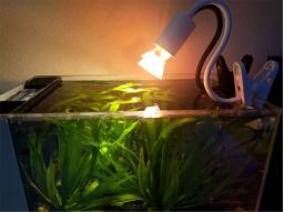 Lâmpada de sol de tartaruga 220v, com 25/50/75w uva + uvb, espectro completo, lâmpada solar para tartaruga, suplemento de cálcio, caixa de animais de estimação, iluminação - Image 5