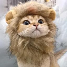 Peruca de juba de leão para gato, Cosplay vestir, fantasia para cachorro, decoração de festa, Halloween e Natal, chapéu pet - Image 3