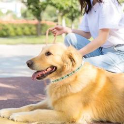Coleiras de pulgas portáteis para animais, Coleira ajustável para cães e gatos, Seguro e ao ar livre, Pet Must Have Ajustável - Image 3