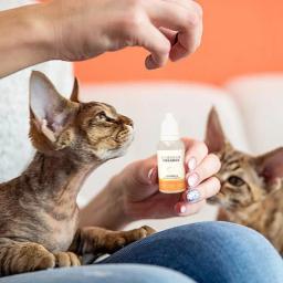 Óleo de cabelo para escova de vapor, sem enxaguamento, Pet Skin Care, suprimentos para cão, gato, cachorro, gatinho, 20ml - Image 3