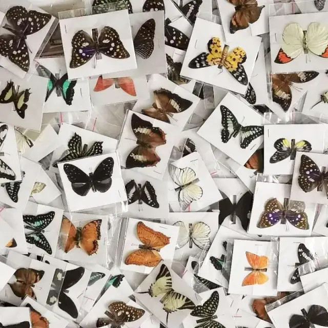 Conjunto de 20 Borboletas em Material Artístico Natural para Decoração DIY Colorida e Original