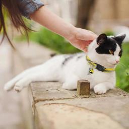 Coleira reflexiva ajustável para pet, coleira para cachorro, cachorro e gato, fivela de liberação, alça de pescoço - Image 3