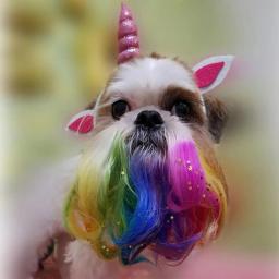 Pó de tintura de estimação não irritante, padrão suave, cor do brilho, cabelo do cão, 7g, 3g - Image 1