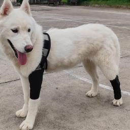 Suporte dianteiro ajustável para cães, joelheiras para animais de estimação, suporte traseiro, cuidados com cães, envoltório para cães pequenos e médios - Image 2