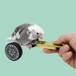 Brinquedo de equilíbrio papagaio para pássaros, treinamento de inteligência, brinquedo interativo, mini rodas de bicicleta, rolo para pássaros pequenos e médios - Image 2