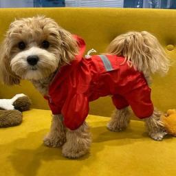 Impermeável reflexivo impermeável para cães, roupas ao ar livre, macio e respirável, quatro estações, impermeável para cachorro, 1 pc - Image 3