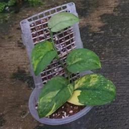 Plastic Monstera Plant Support, Hollow Muss Pole para plantas internas e externas, Estaca - Image 6