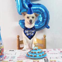 Dog Birthday Party Decoração Set, Pet Supplies, cachecol triângulo, chapéu bonito, gravata, colarinho, acessório do cão - Image 3
