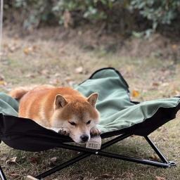 Cama Pet portátil e dobrável para cães pequenos e gatos, impermeável, ao ar livre, Camping, Caminhadas - Image 2