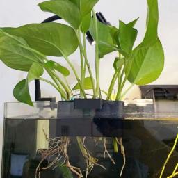 Rack de armazenamento hidropônico para aquário, suporte de plantas, aquário suspenso, pote com furo, suporte de planta aquática, 5 buracos - Image 1