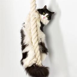 Wall Mounted Sisal Rope Cat Climber Tree, Coçar Post, Lounging, Santuário, Brinquedos interativos, Jungle Gym for Indoor Cats - Image 3