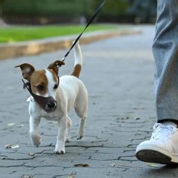 Máscara de boca ajustável suave para cães, focinho respirável, treinamento anti-latido, suprimentos para animais de estimação, acessórios - Image 5