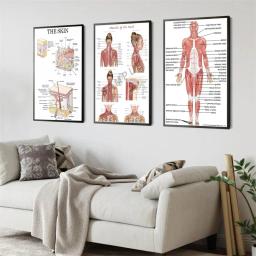 Estrutura Do Corpo Humano FACE Anatomia Cartaz, Sistema Muscular, Voltar EDUCATItional, Pele, Músculos Faciais, Wall Art, Decoração Do Quarto - Image 5