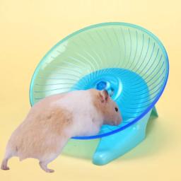 Roda de prática de corrida silenciosa para animais de estimação, hámster, mouse, ouriço, papagaio, escolha ideal para animais pequenos, escolha silenciosa e segura - Image 2