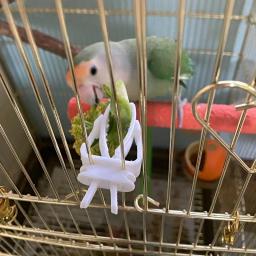 Suporte de alimentos para aves de estimação, alimentação do papagaio, fruta Vegtable Clip, choco osso alimentador dispositivo, gaiola acessórios - Image 5