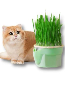 Projeto Hierárquico Cat Grass Cultivo Cup com Soilless Cultivo Reutilizável Catnip Growing Container Seed Germination Bandeja - Image 6