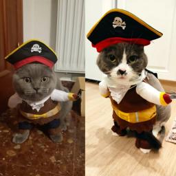 Terno pirata caribenho para gatos, Traje de Halloween, Roupas engraçadas de gato, Cosplay de cachorro, Vestuário de festa, Roupas de gatinho - Image 5