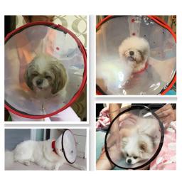 Cão de segurança máscara oxigênio mordida evitar pequeno médio gatinho resgate máscara suprimentos para animais estimação - Image 1