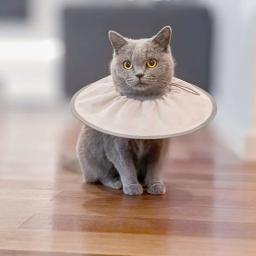 Colar médico protetor anti-mordida para recuperação de animais, Colar ajustável para gato e cachorro, Colar de recuperação de cone - Image 1