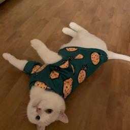 Terno bonito de gato estampado, pulôver quente para gatos, suéter macio para gatinho Kedi, roupas Sphynx, primavera e outono - Image 5