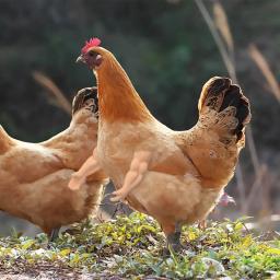 Engraçado Combate Frango Braços Brinquedos, Artificial Vestindo Braço Muscular para Pombo, Hen Pet Tema, Adereços de festa, Frango Acessórios Suprimentos - Image 3