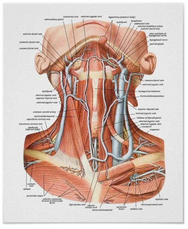 Anatomia Facial Detalhada: Estrutura do Corpo Humano com Foco em Músculos e Pele para Decoração Educacional e Inspiradora do Quarto