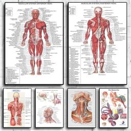 Estrutura Do Corpo Humano FACE Anatomia Cartaz, Sistema Muscular, Voltar EDUCATItional, Pele, Músculos Faciais, Wall Art, Decoração Do Quarto - Image 1