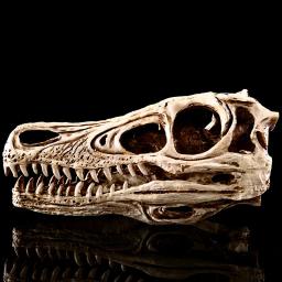 Resina cabeça de dinossauro crânio esqueleto escultura artesanato animal estátuas fósseis presente do dia das bruxas prop zoo espécime exibição para decoração casa - Image 4