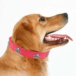Ajustável Halloween crânio colarinho para Pet, Black Pet Collar, cão suprimentos, cachorro, 1pc - Image 5