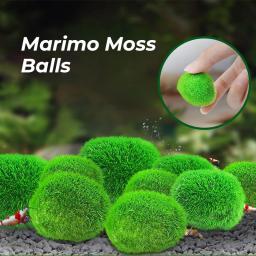 Bolas de musgo Marimo para aquário vivo, algas vegetais, peixe e camarão, ornamento de tanque, simulação artificial, planta verde, 2cm-4cm - Image 1