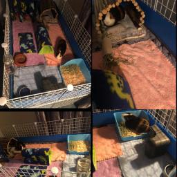 Fleece Cage Liners para pequenos animais de estimação, cobertores macios, cobaia, hamster, tapete de cama, toalhas de banho, acessórios hamster, itens, 2pcs - Image 6