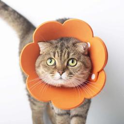 Colar protetor ajustável para animais de estimação, colar protetor, confortável, florido, capa criativa, 1 pc - Image 3