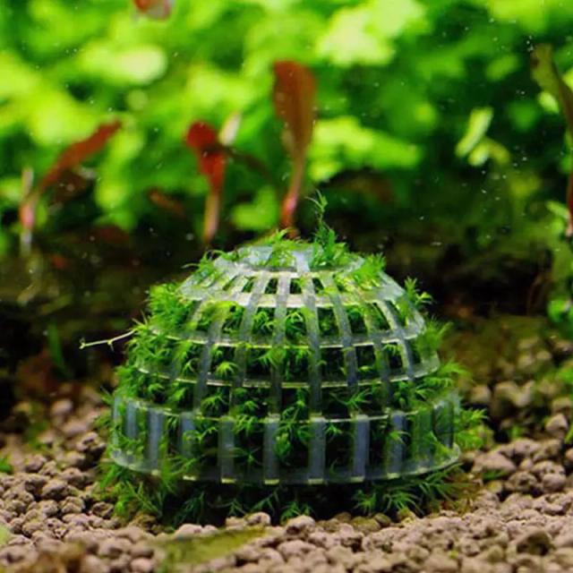 Suprimentos Aquáticos: Musgo Bola e Plantas Vivas para Decoração de Aquários e Tanques de Peixes com Filtro para Camarões