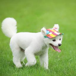 Boné de lona para pequenos animais, acessórios esportivos ao ar livre, caminhadas e esportes, verão - Image 4