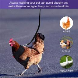 Ajustável Pet Harness Leash, Colete Confortável para Frango, Cachorro, Cães Pequenos, Pato, Ganso, Acessórios de Treinamento - Image 3