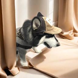 Boné de beisebol com orelhas para animais, chapéu protetor solar ajustável, esportes ao ar livre, pequenos, médios e grandes, gatos, cachorros, gatinhos - Image 5