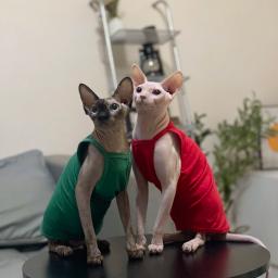 Multicolor Sphynx Pet Clothes para gatos, Roupas de gatinhos de algodão, Camisola de gatos respiráveis, Soft Devon Rex Clothing - Image 3
