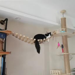 Corda de sisal ou escada de madeira para gato, escalada, jogando ponte, móveis internos e externos, suprimentos para gatos, 50cm, 100cm - Image 1