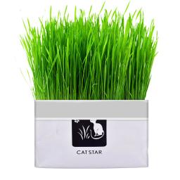 Conjunto de Plantas Hidropônicas para Pet, Grama De Gato, Lanche Para Bola De Cabelo, Limpeza De Grama De Estômago, Suprimentos sem Sementes De Plantas - Image 1